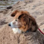 Profile picture for user archiegillies