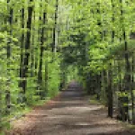 Profile picture for user arthurdelfino