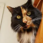 Profile picture for user DeIVIoNaN