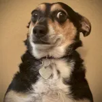 Profile picture for user dPeters