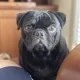 blkpug